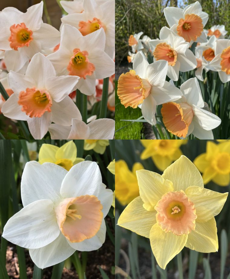 Website Specials