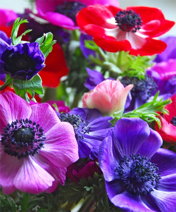 Anemone Giants