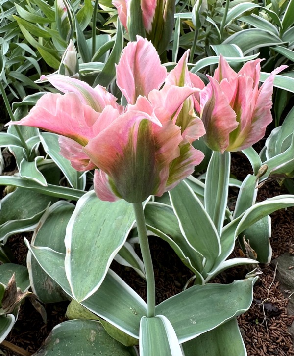 Green Tulips