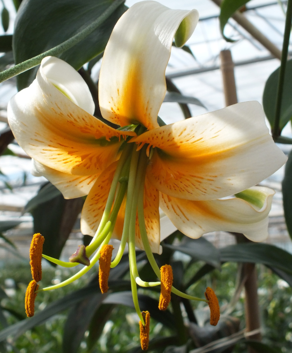 Heirloom Species Lilies