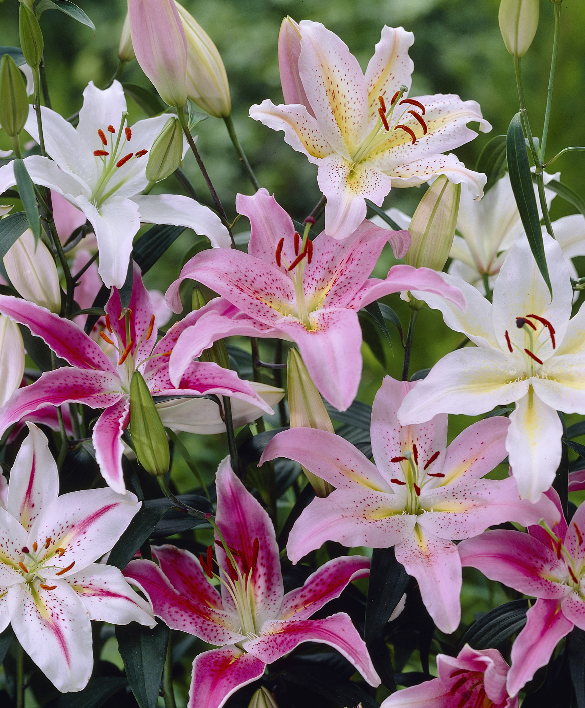 Naturalizing Lily Mixtures