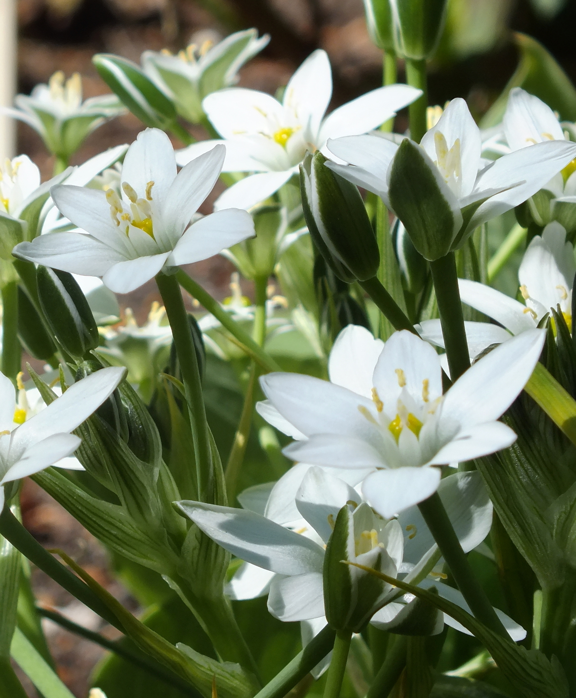 Ornithogalum