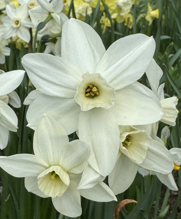 Miscellaneous Narcissi