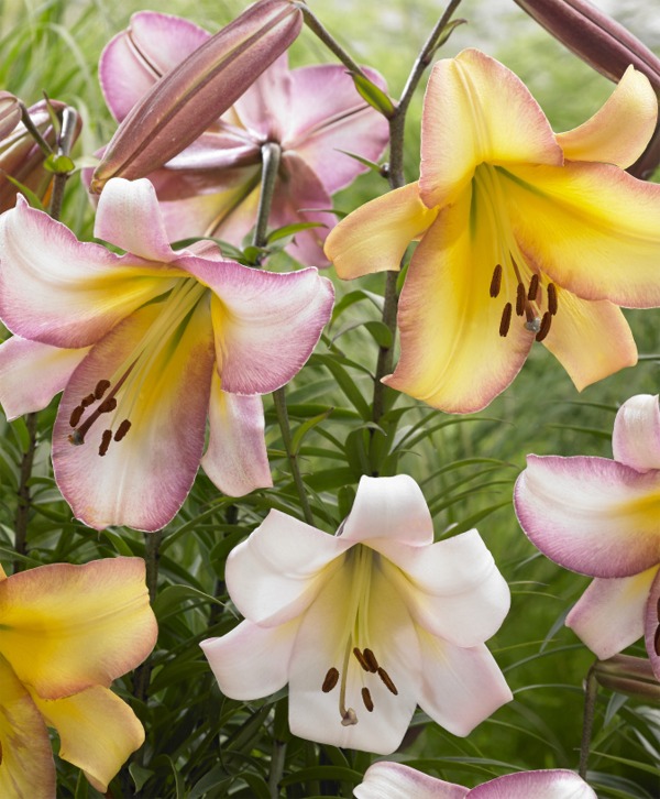Orienpet Lilies