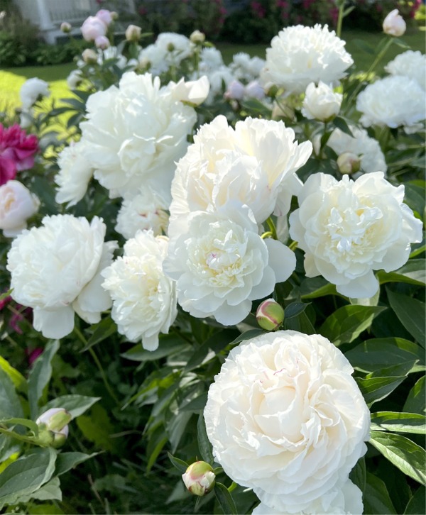Peonies