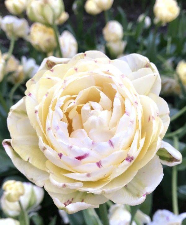 Peony Flowering Tulips