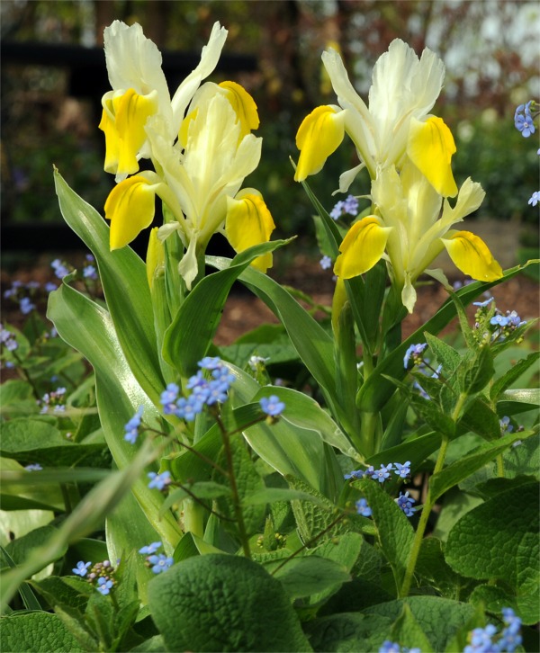 Rock Garden Iris
