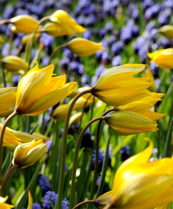Species Tulips