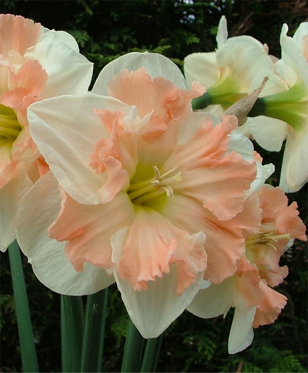 Split-Cup Narcissi