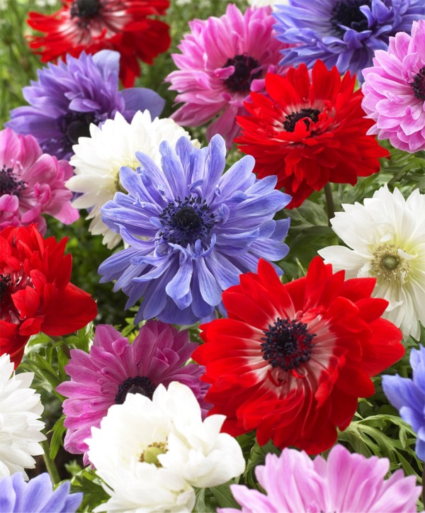 Tender Bulbs