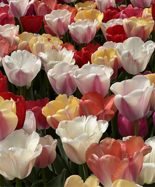 Tulip Mixtures