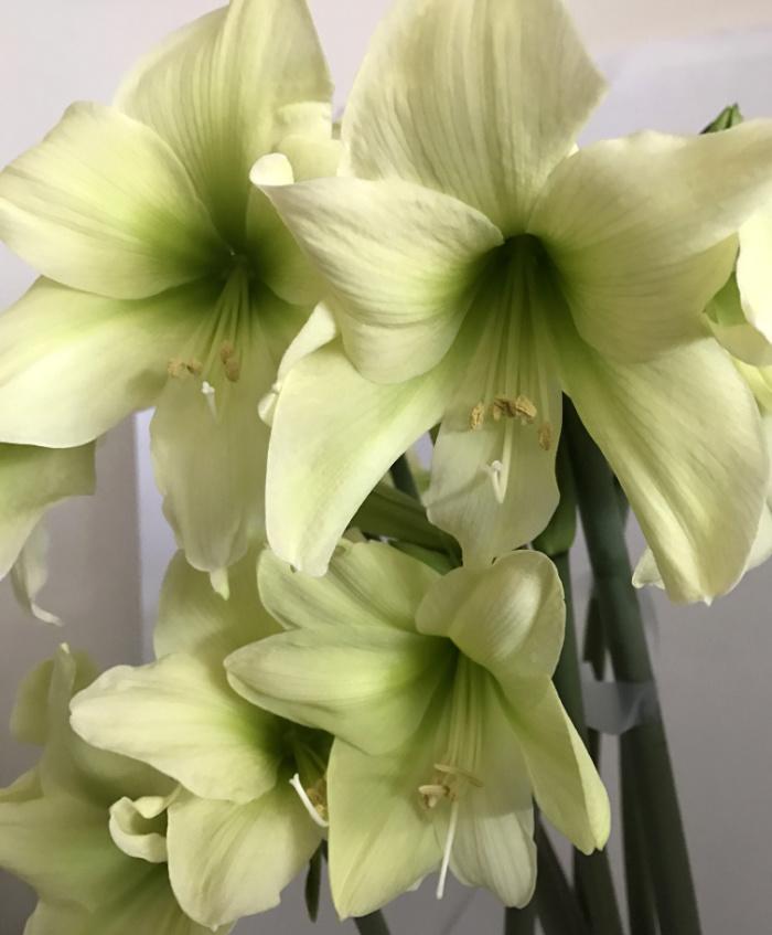 Miniature Christmas Flowering Amaryllis