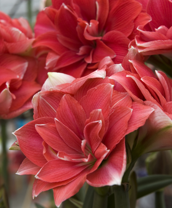 Double Dutch Amaryllis