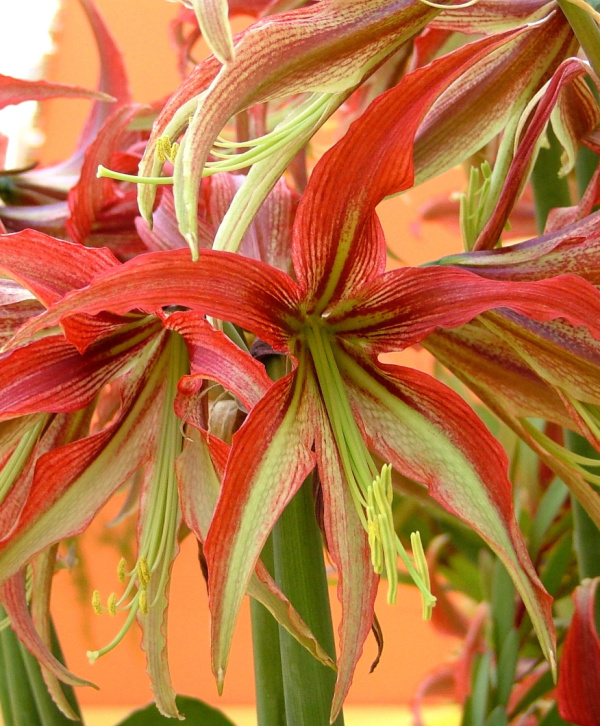 Exotic Dutch Amaryllis