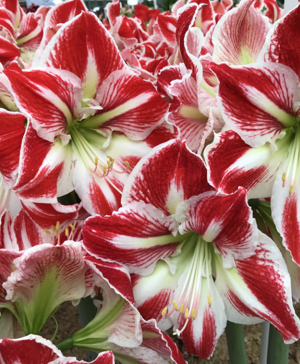 Single Dutch Amaryllis
