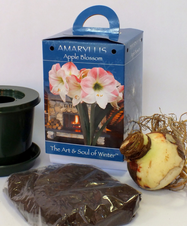Amaryllis Gift Boxes