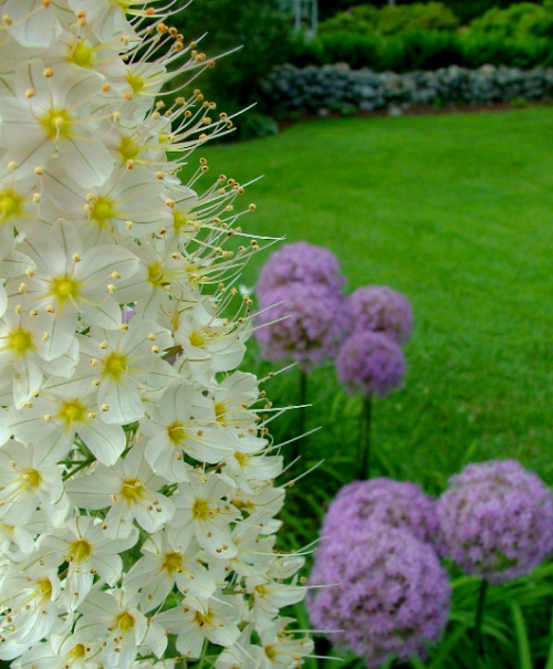 Eremurus
