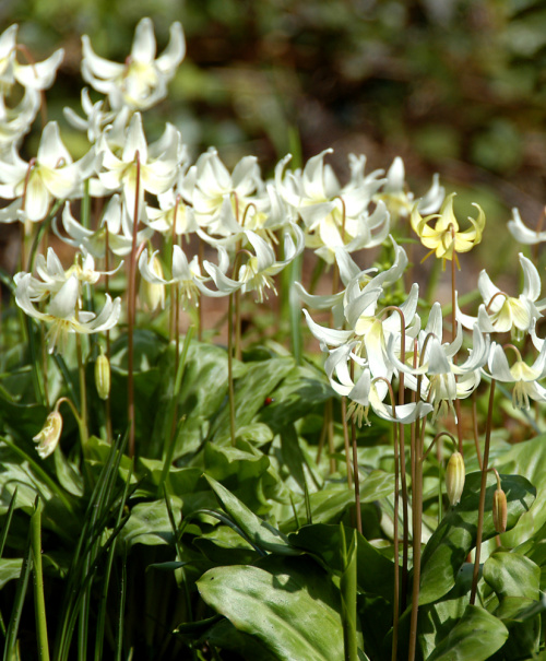 Erythronium