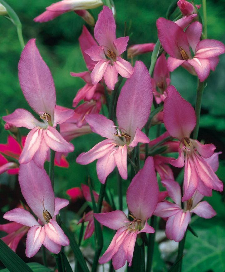 Gladiolus