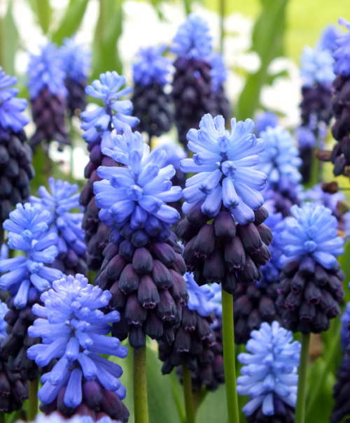 Muscari