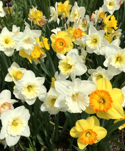 Naturalizing Mixtures
