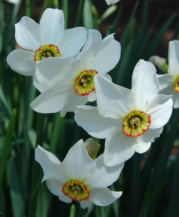 Poeticus Narcissi