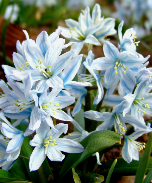Scilla
