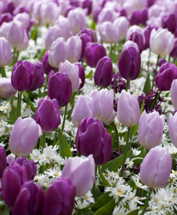 Single Early Tulips